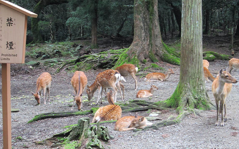 cervi a nara nel parco cervi a nara nel parco