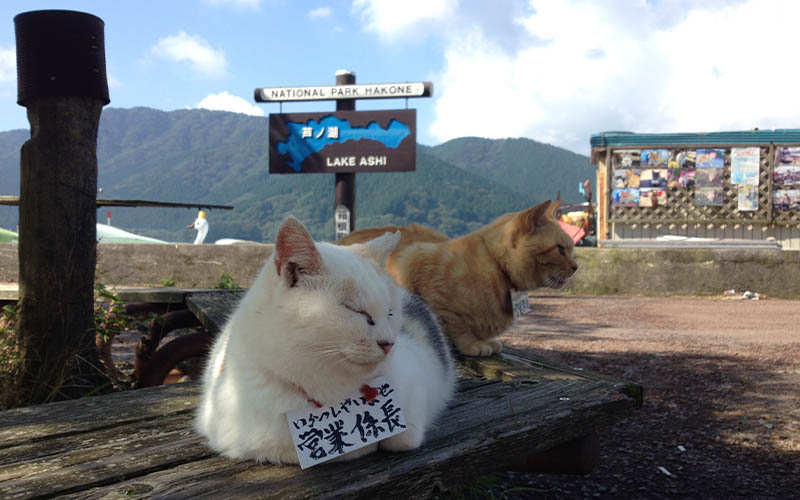 gatti giapponesi gatti giapponesi