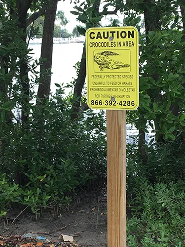 alligatori miami
